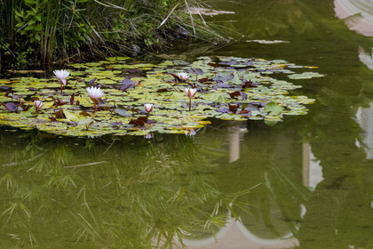 France, Alpes-Maritimes (06), Saint Jean Cap Ferrat, Villa et Jardins Ephrussi de Rothschild, fleurs de lotus dans le grand bassin