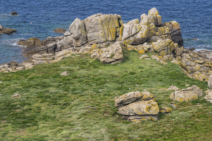 France, Finistère, Abers Country (Pays des Abers), Ile Vierge (Virgin Island) in the Lilia archipelago, many gulls populate the island during the nesting period