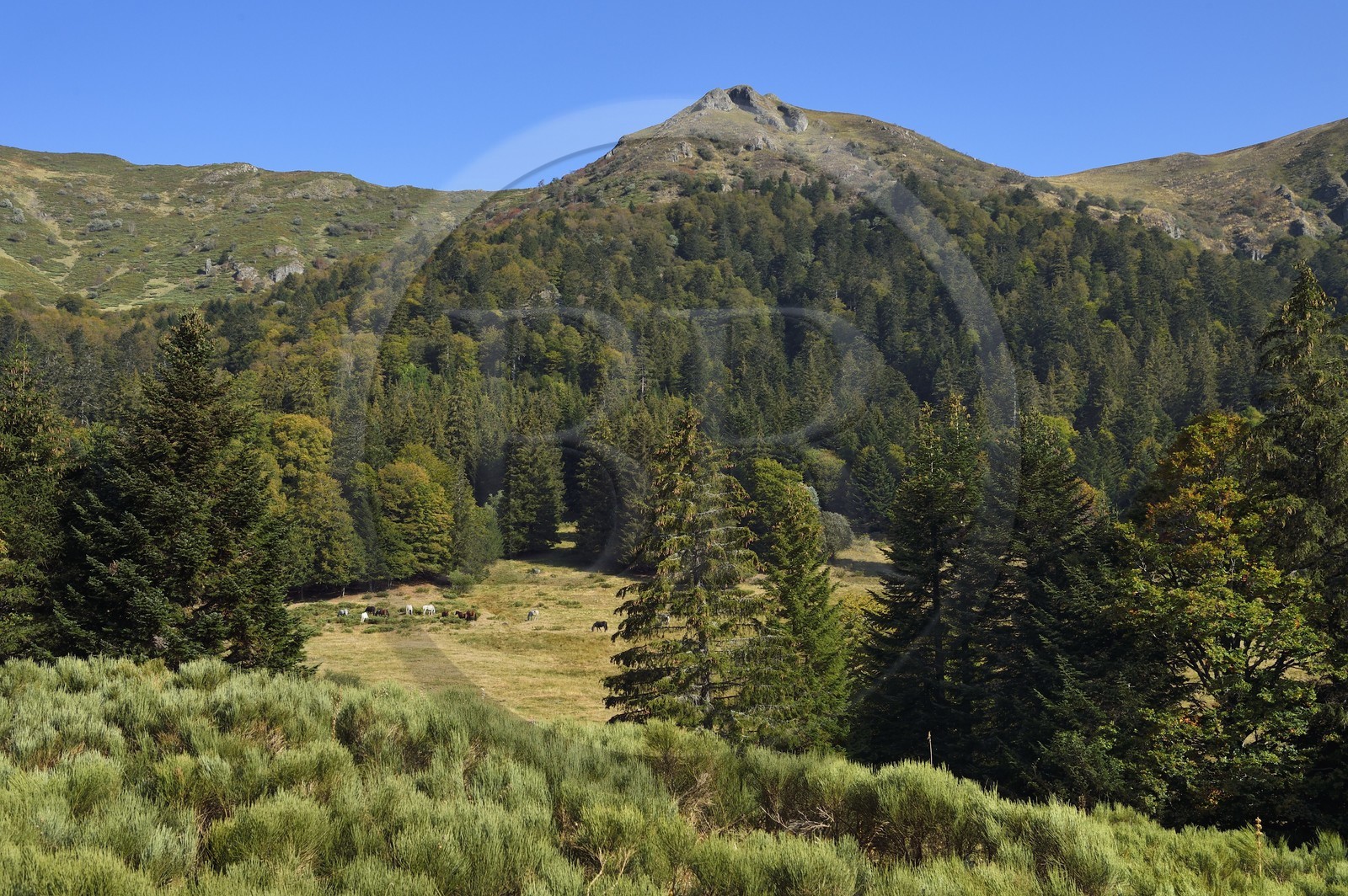 France, Cantal (15), Parc Naturel Régional des Volcans d'Auvergne, Le Lioran, chevaux en pature dans l'ancien cirque glaciaire de Font d'Alagnon sous la montagne du Téton de Venus
