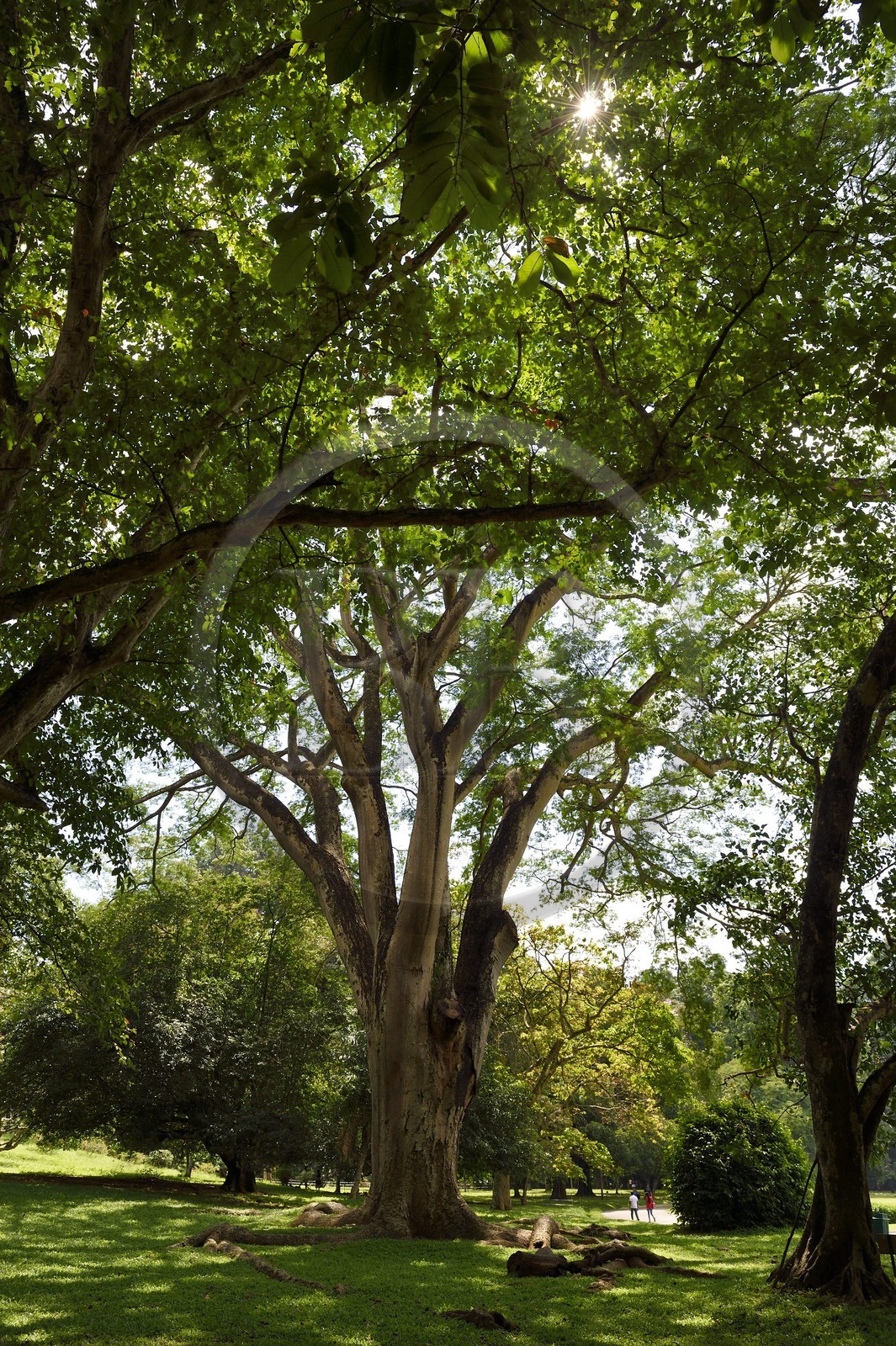 Sri Lanka, center province, Kandy, Peradeniya Botanical Garden
