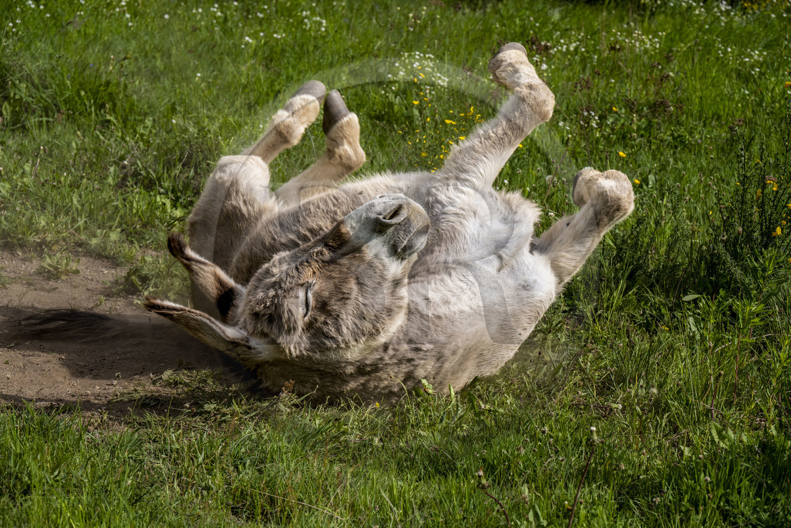 France, Lozère (48), Laubarnès à Cheylard-l'Evêque, randonnée avec un âne sur le chemin de Stevenson (GR 70), l'âne Anatole se roule les quatre fers dans la poussière en l’air après avoir été débâté