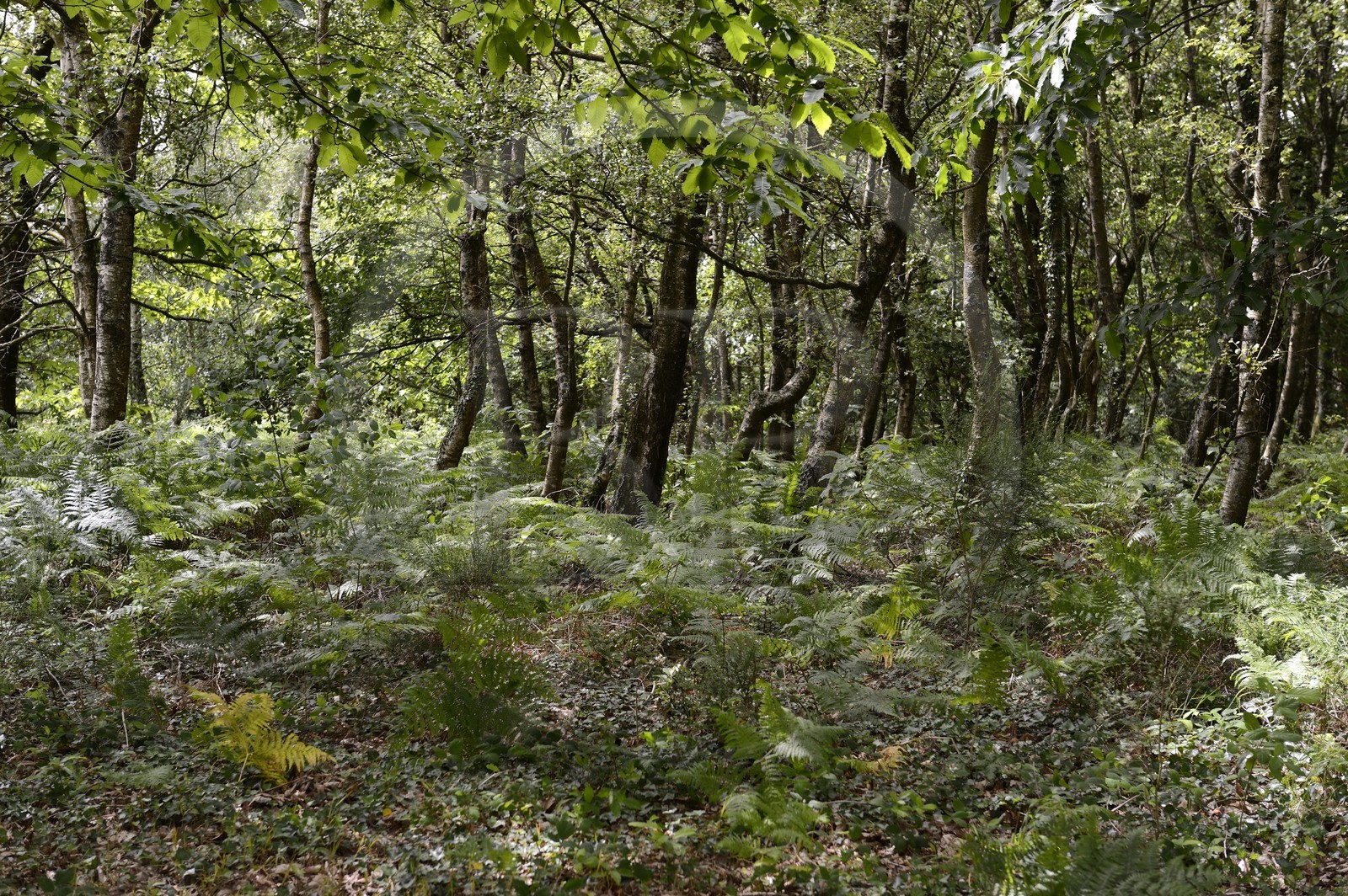 France, Morbihan (56), forêt de Brocéliande