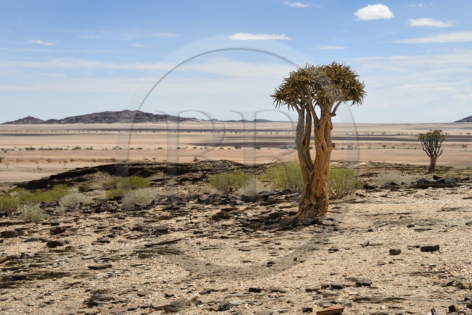 Namibia, Erongo region, Namib Naukluft National Park, Namib Desert, Aloe dichotoma, the quiver tree or kokerboom