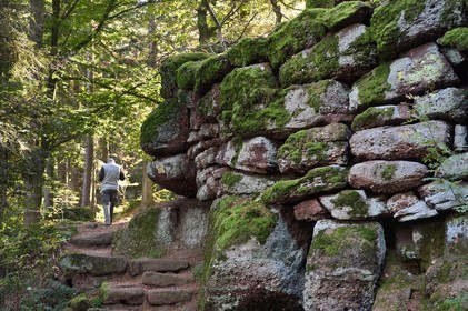 France, Bas-Rhin (67), Mont Saint-Odile, randonnée le long du Mur Païen, vestige d'un mur d'enceinte probablement de l'époque mérovingienne d'une longueur totale de onze kilomètres