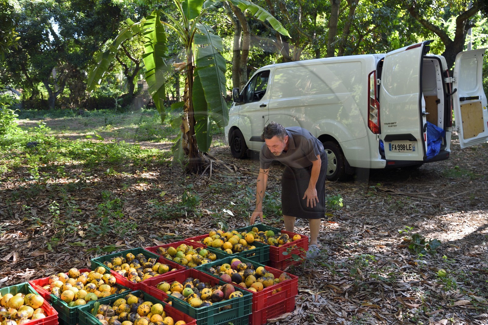 France, Ile de la Reunion, Saint-Paul, verger de mangue Laperrière au Tour-des-Roches, Ludovic Maufras createur de La Part des Anges Distillation recolte des mangues destinées à la confection de son eau de vie naturelle