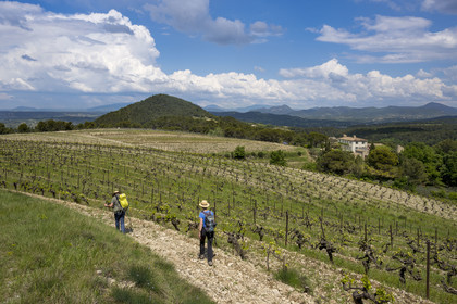 France, Vaucluse, Dentelles de Montmirail mountains, Séguret, the vineyards of the Domaine Mourchon wine estate