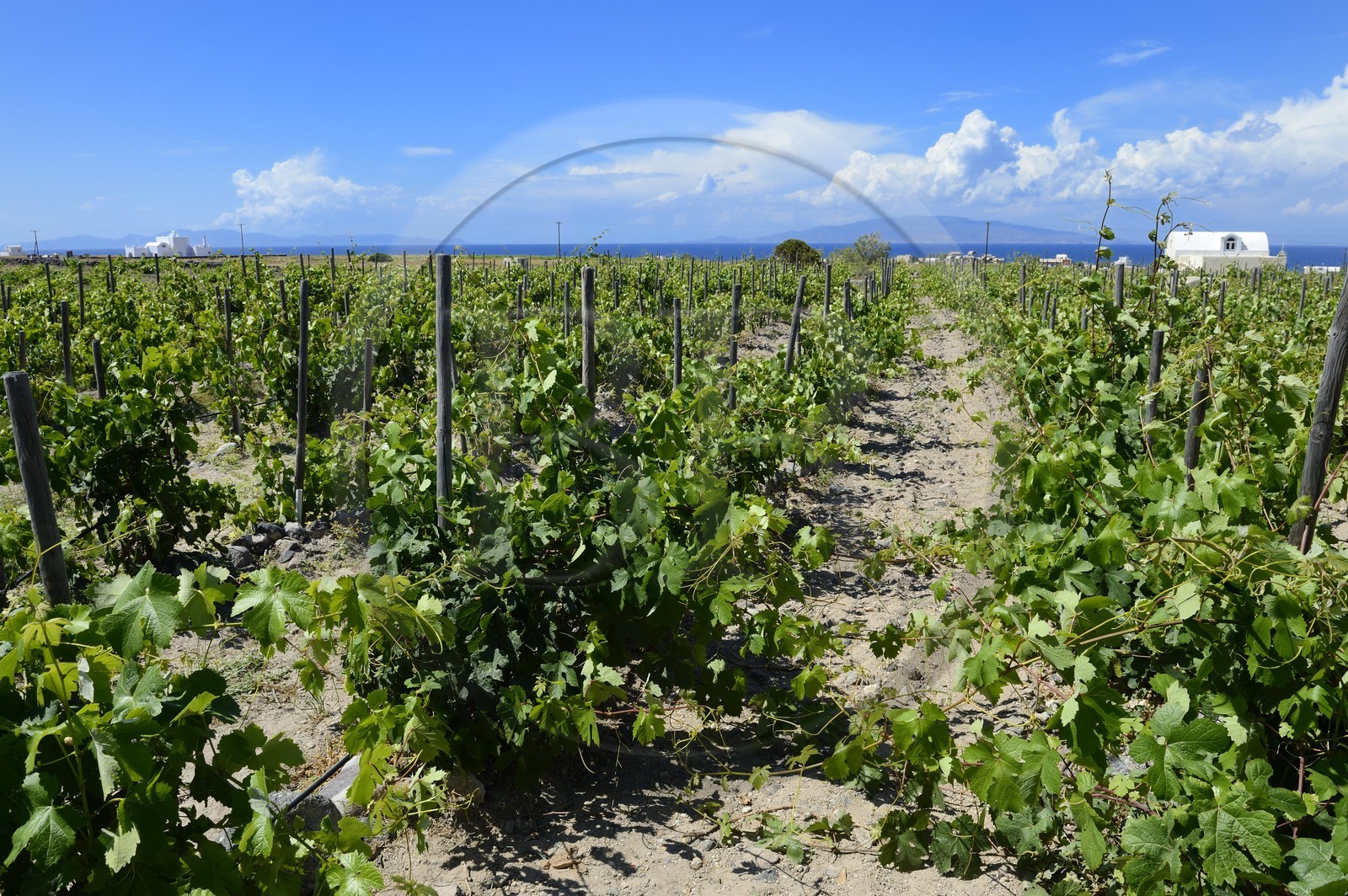 Grèce, Les Cyclades, mer Égée, île de Santorin (Thira ou Théra), plaine de Oia, vignoble du Domaine Sigalas
