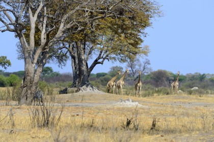 Zimbabwe, province de Matabeleland septentrional, parc national Hwange, groupe de girafes australes (Giraffa camelopardalis)