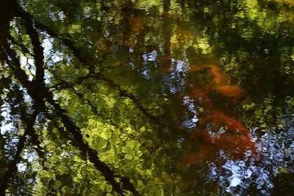 France, Finistere, Parc Naturel Regional d'Armorique (Armorique Natural Regional Park), Huelgoat, granitic chaos of the Huelgoat forest, the forest reflected in the water of the Argent River, which sometimes may become blood red