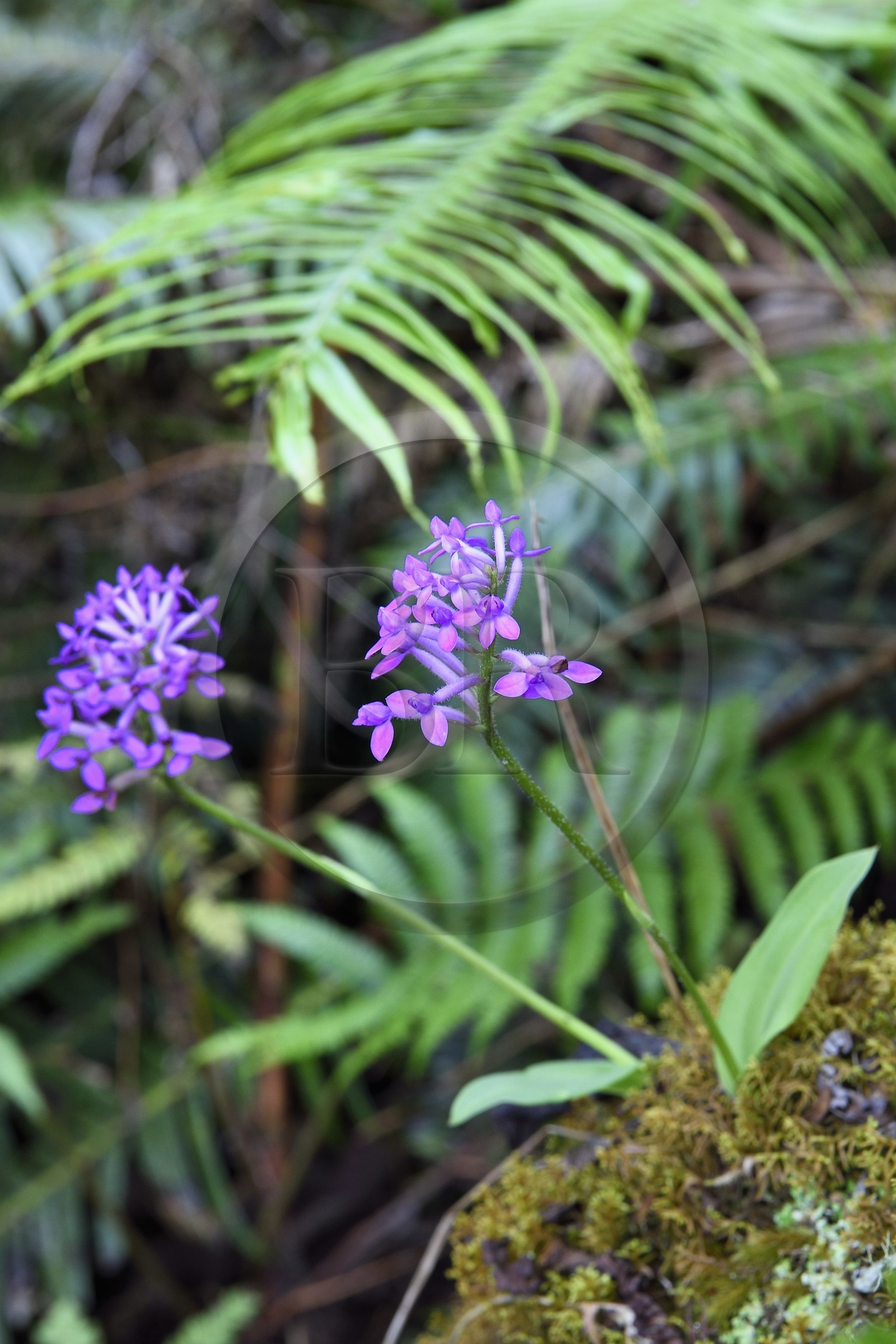 France, Reunion island (French overseas department), Reunion National Park listed as World heritage by UNESCO, La Plaine des Palmistes, Bebour forest, Cassé de Takamaka hiking trail, wild orchid
