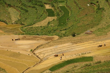 Vietnam, province de Lao Cai, région de Bac Ha, Can Cau, rizières en terrasses