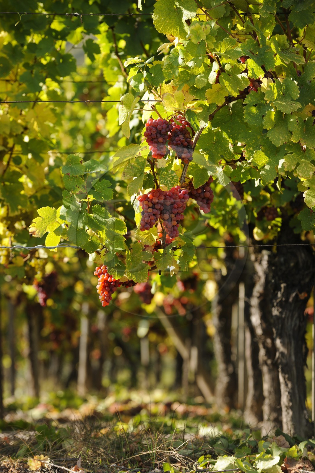 France, Bas-Rhin (67), la vigne au pied du château de Ortenbourg