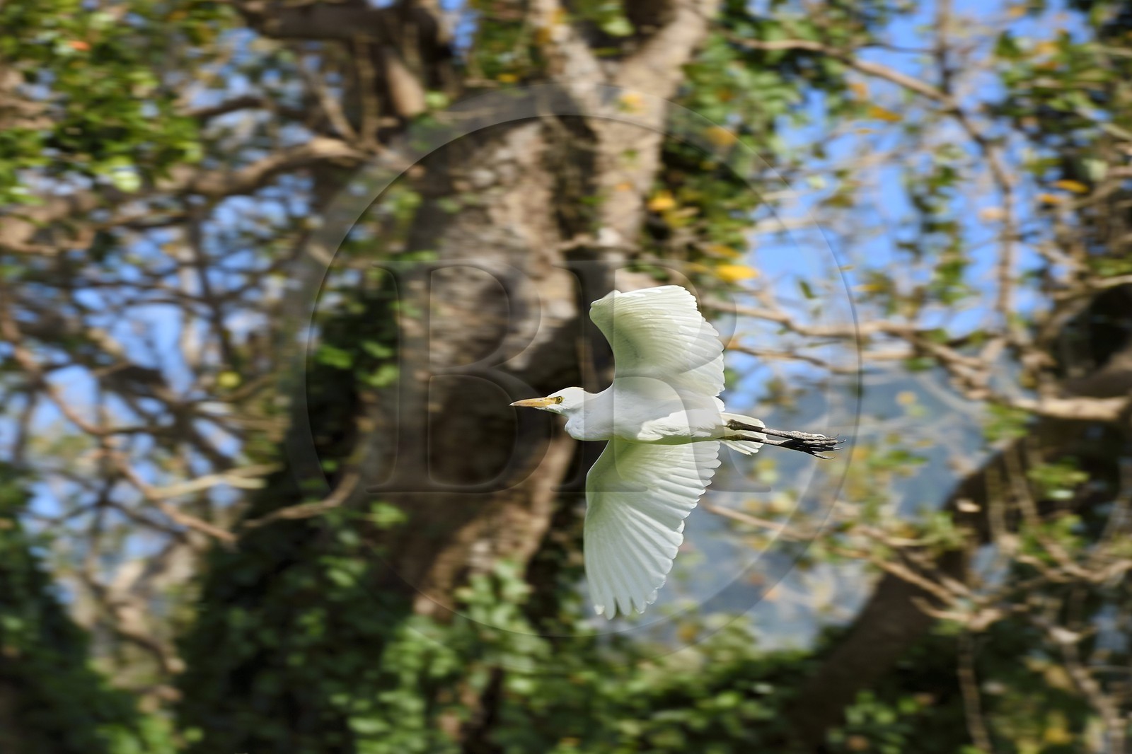 Nicaragua, Ile d'Ometepe réserve mondiale de Biosphère sur le lac Nicaragua, marais le long du Rio Istian, Héron garde-boeufs (Bubulcus ibis)