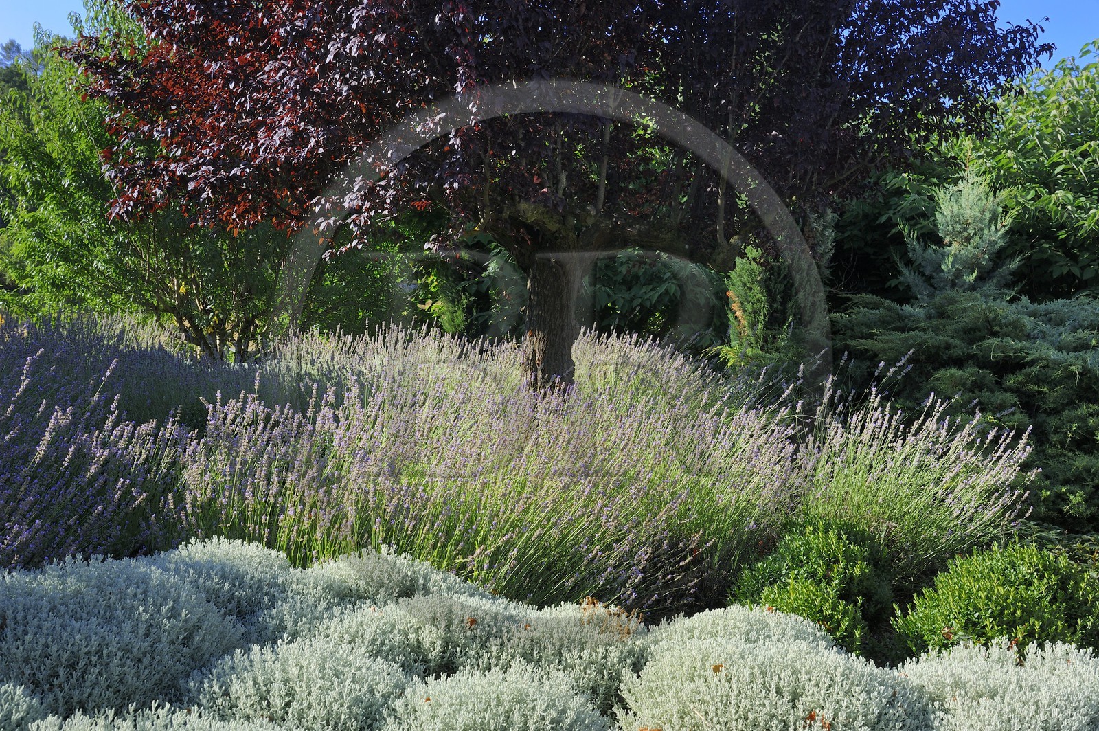 France, Var (83), Provence Verte, Bras, vers Saint-Maximin-la-Sainte-Baume, la maison d'hôtes Le Peyrourier, une campagne en Provence