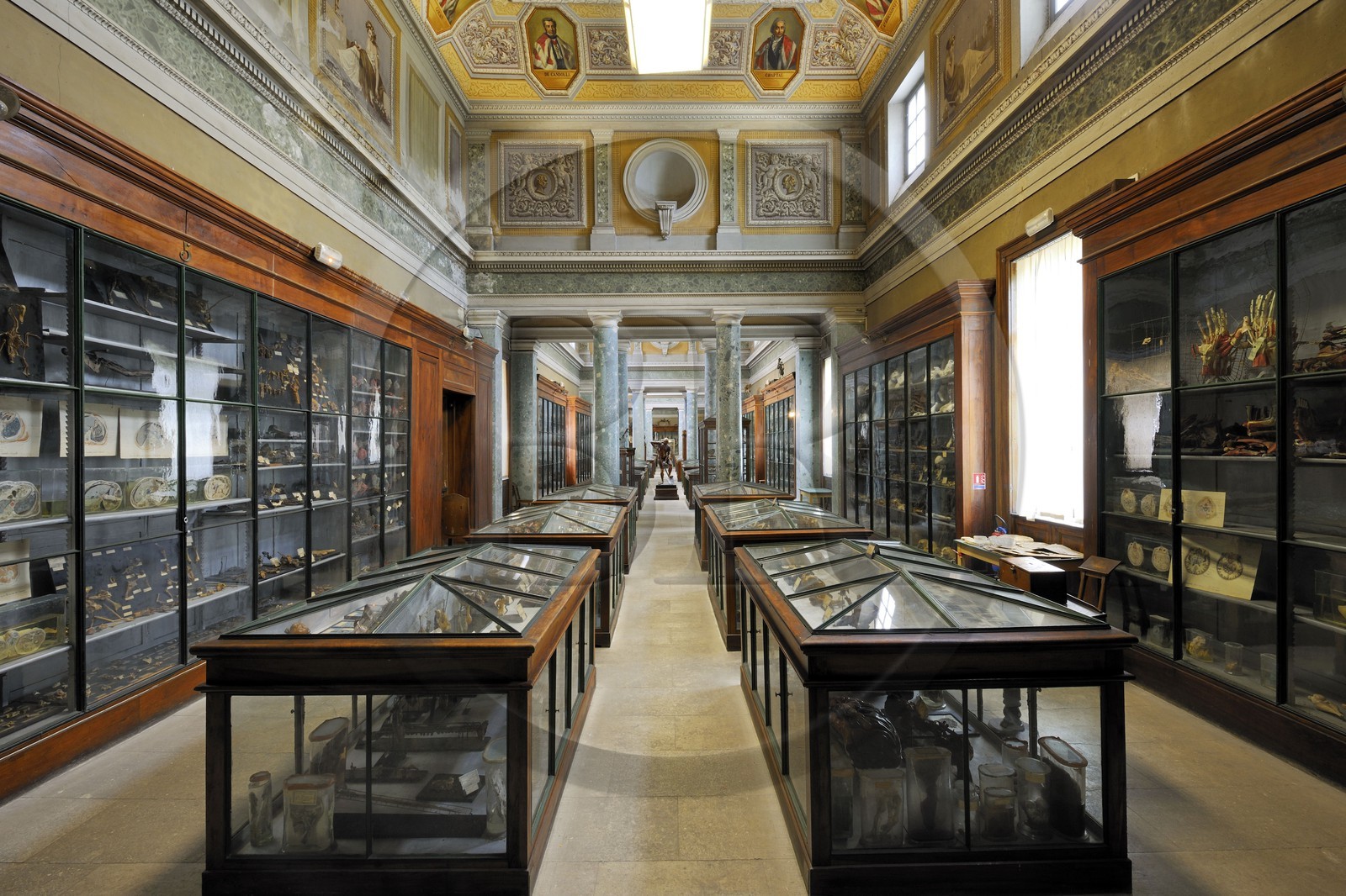 France, Herault, Montpellier, historical center, Medecine University, Anatomy Museum