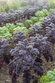 France, Seine-Maritime (76), Saint-Martin-de-Boscherville, Abbaye Saint-Georges de Boscherville du XIIe siècle