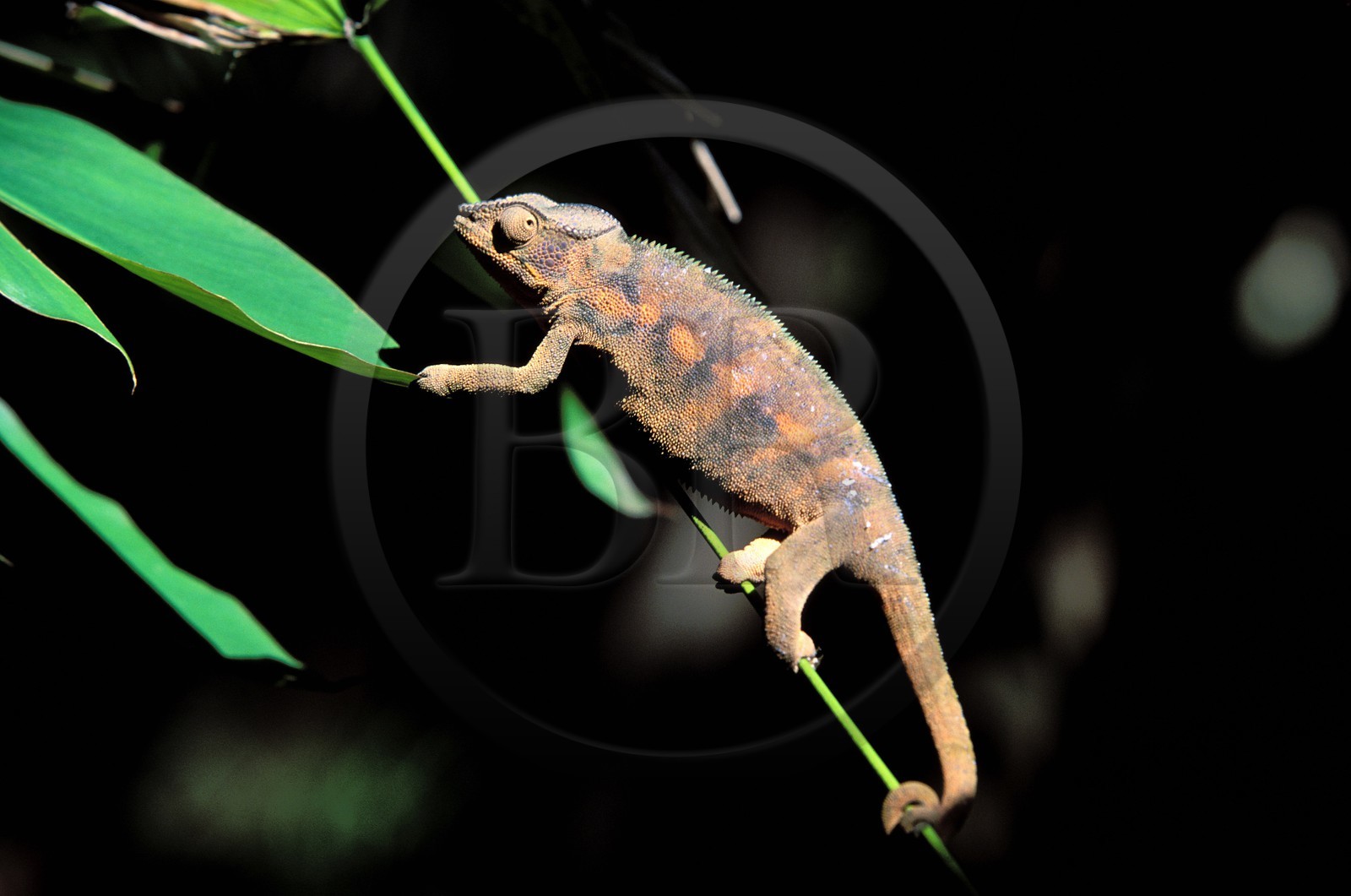 France, Réunion island (French overseas department), female chameleon