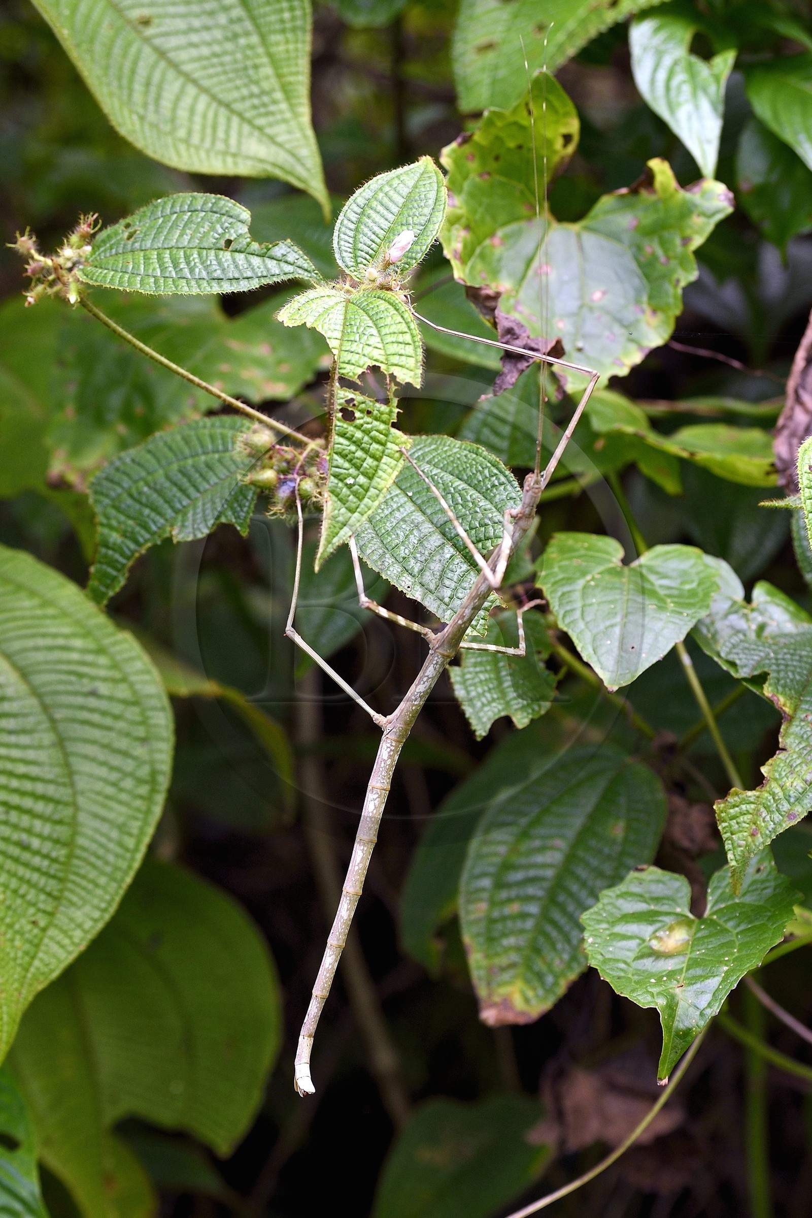 Caraïbes, Ile de la Dominique, Parc national de Morne Diablotin sur le sentier de randonnée Waitukubuli qui traverse l’ile, phasme (Phasmida)