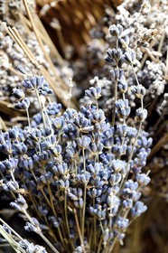 France, Alpes-de-Haute-Provence (04), La Mure-Argens, lavande