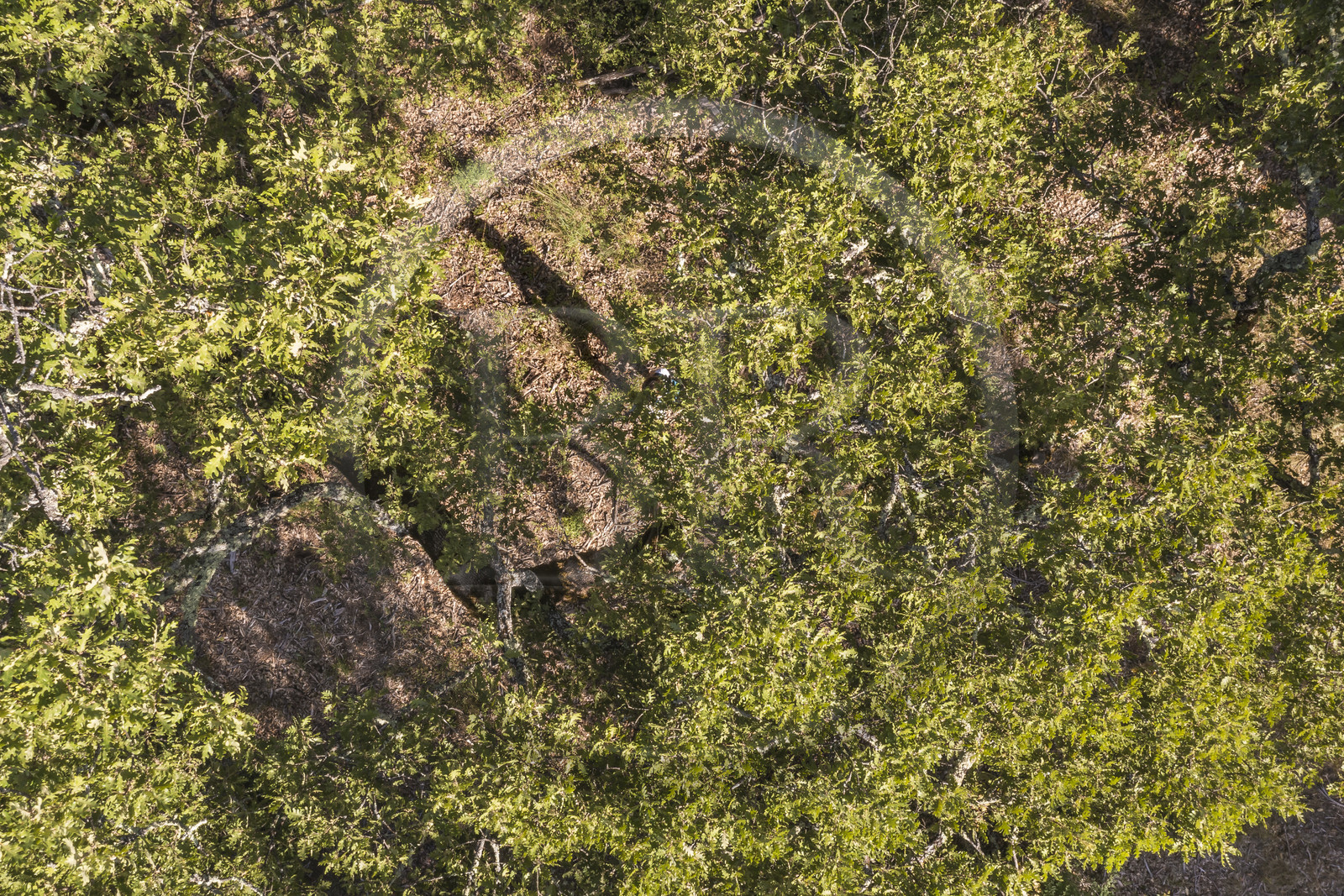 France, Var (83), Provence Verte, Bras, Académie du Bain de Forêt Provençale, forêt du domaine Le Peyrourier - une campagne en Provence (vue aérienne)