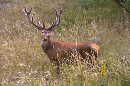 France, Alpes-Maritimes, Parc National du Mercantour (Mercantour national park), Haute Vesubie, Saint Martin Vesubie, Val du Haut Boréon, Red deer (Cervus elaphus)
