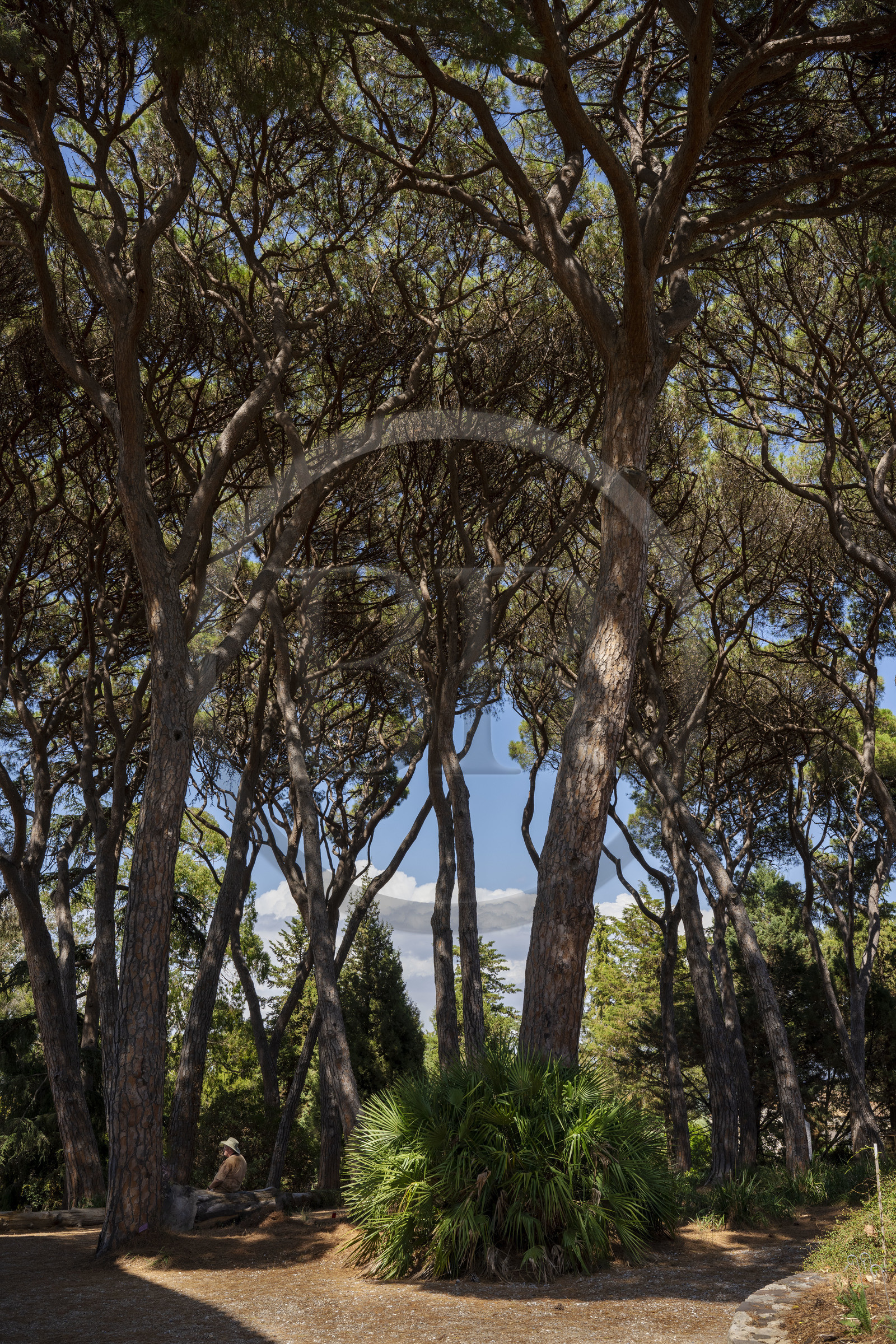 France, Alpes-Maritimes (06), Antibes, Le Jardin Botanique de la Villa Thuret (rattachée à l'INRAE), labellisé Jardin Remarquable et Arbre Remarquable, les pins parasols, même proches, respectent une distance au niveau de la cime appellée fente de timidité