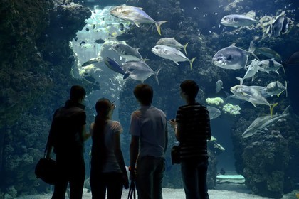 Principauté de Monaco, Monaco, le musée océanographique, aquarium du Lagon au Requins