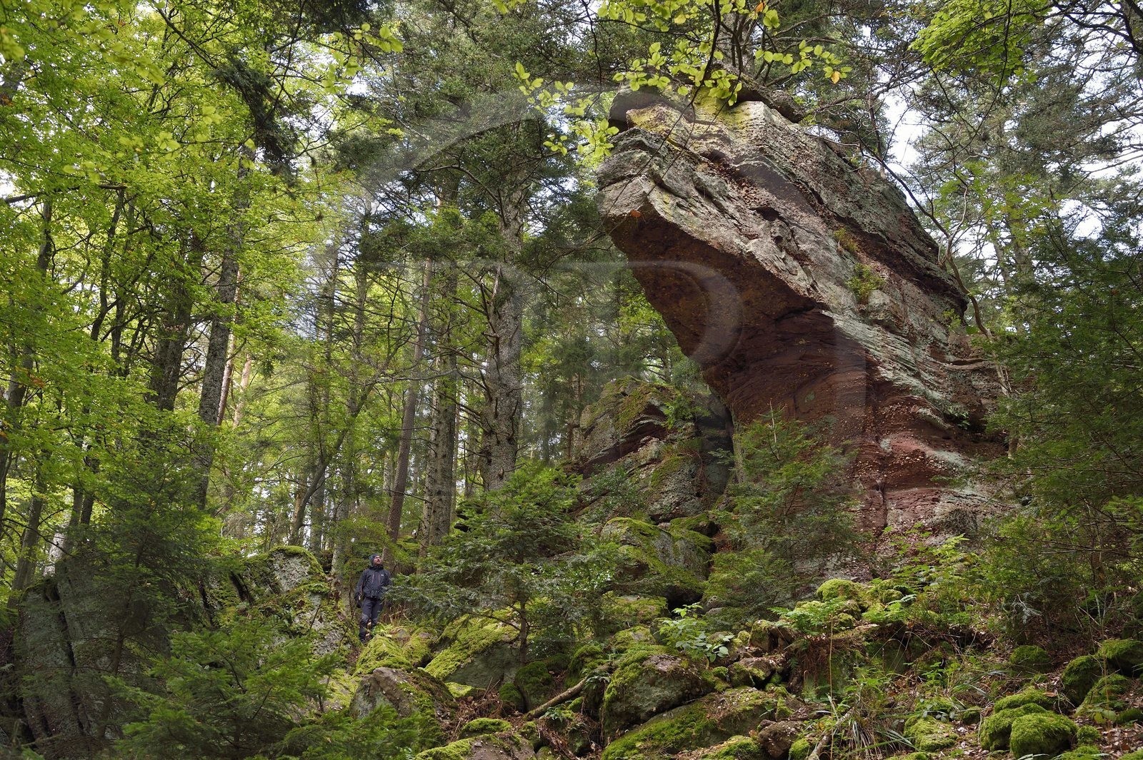 France, Haut-Rhin (68), Thannenkirch, randonnée dans le massif du Taennchel, site dit du Rocher Pointu