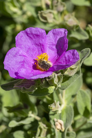 France, Vaucluse, Dentelles de Montmirail mountains, Crestet, Hairy rose chafer (Tropinota hirta) covered in the pollen of a cottony rock rose with pink chiffon flowers