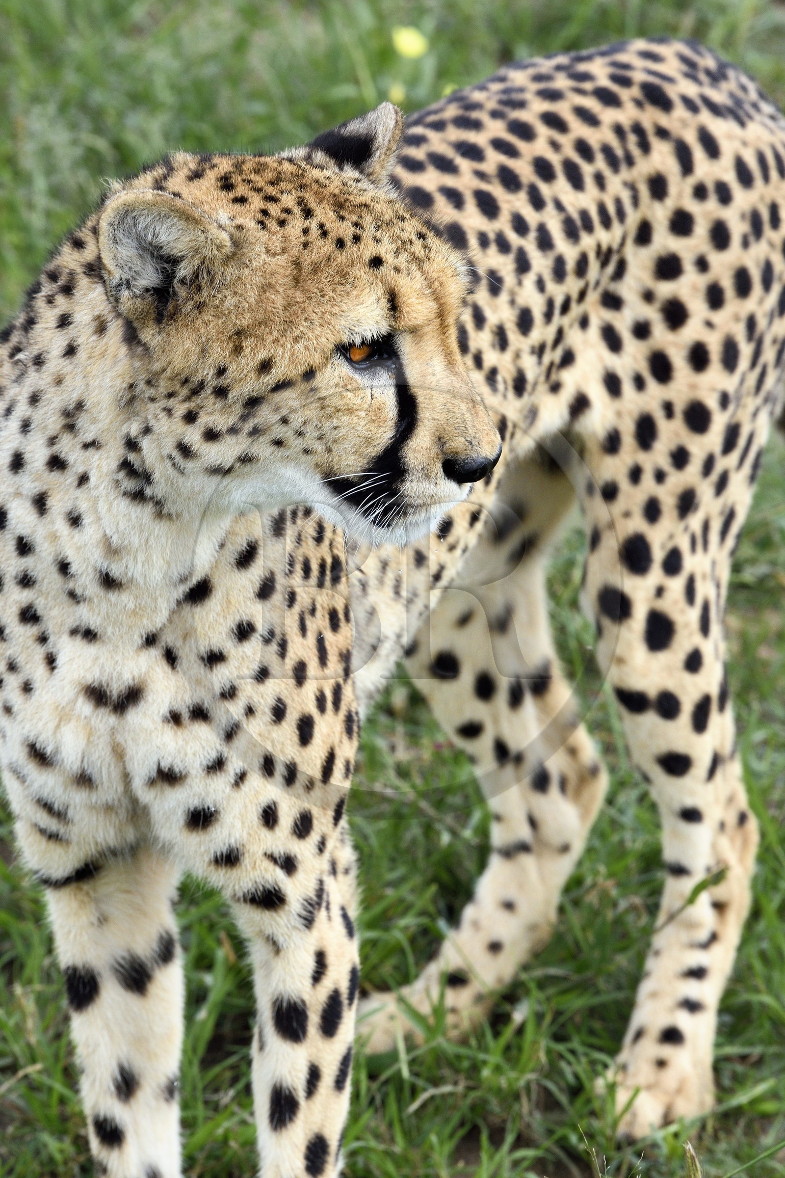 Namibie, Otjiwarongo, Cheetah Conservation Fund, centre de recherche et d'éducation, guépard (Acinonyx jubatus)