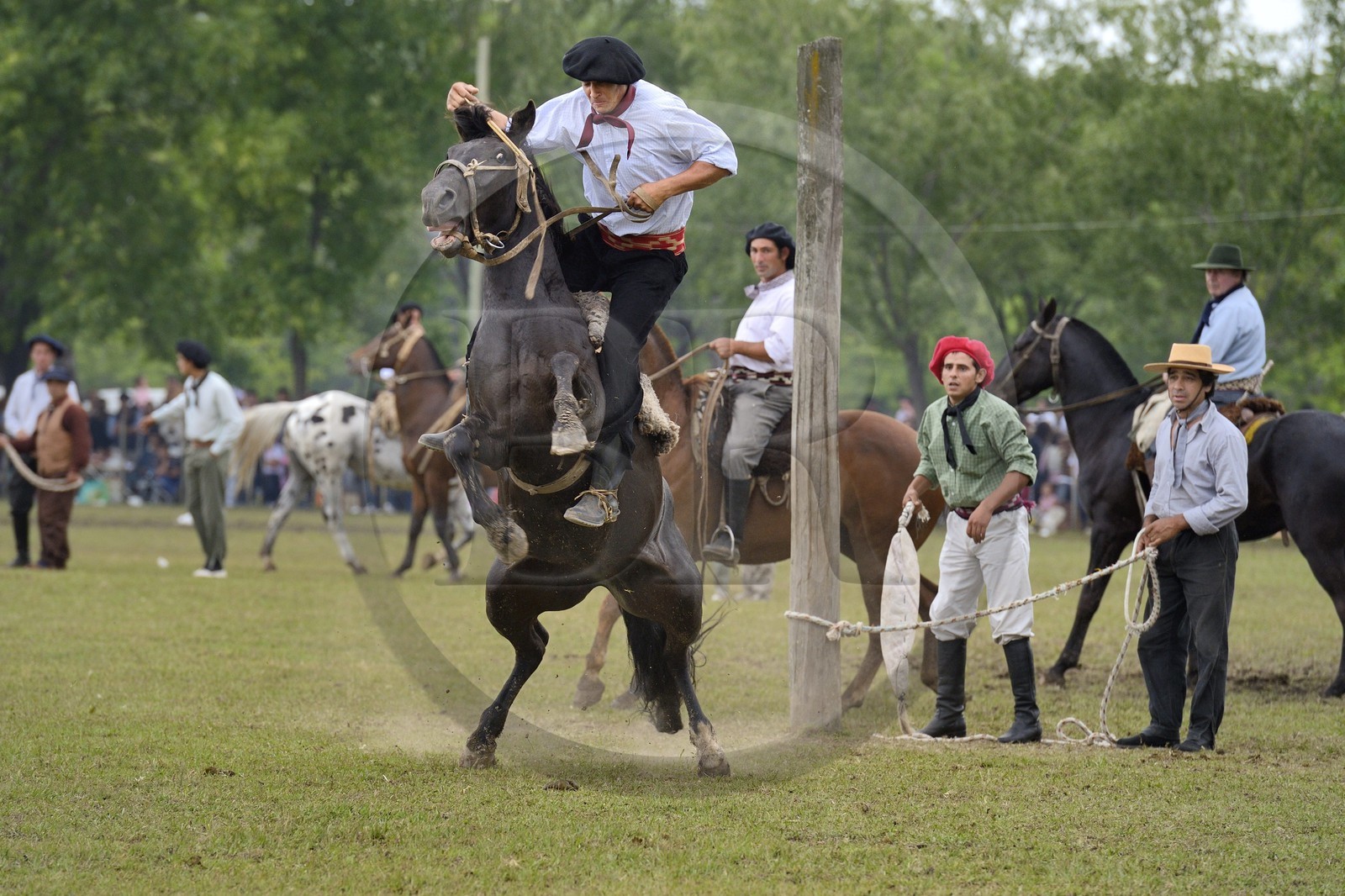 Argentina, Buenos Aires Province, San Antonio de Areco, Tradition Day festival (Dia de Tradicion), gauchos demonstrate their ability with horses at a rodeo called Jineteada gaucha
