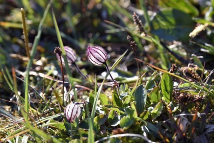 Greenland, North West coast, Smith sound north of Baffin Bay, Inglefield Land, site of Etah, Arctic flower (Melandrium apetalum) that grows in the tundra