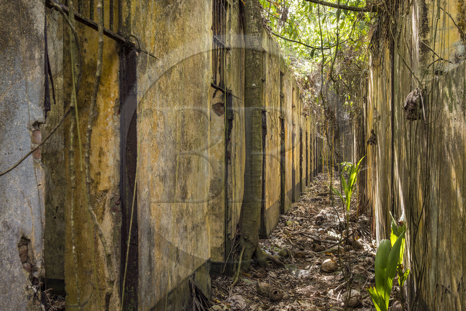 France, Guyane, Kourou, Iles du Salut, l'Ile Saint-Joseph, ruine du bagne consacré à la réclusion des prisonniers les plus difficiles