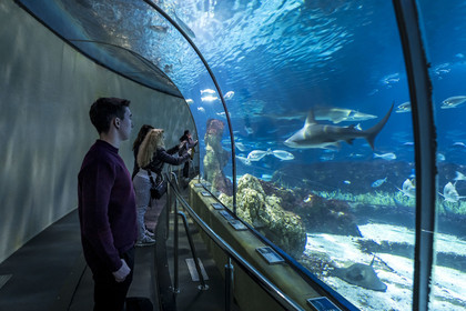 Espagne, Catalogne, Barcelone, Port Vell, l'aquarium, le tunnel subaquatique