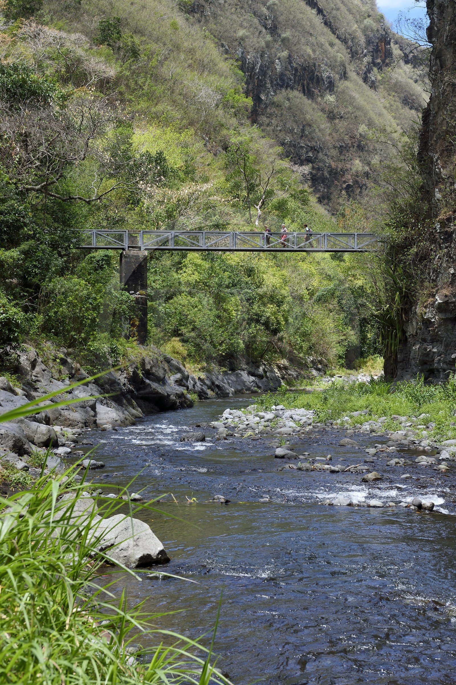 France, Ile de la Reunion, Parc National de la Réunion classé Patrimoine Mondial de l'UNESCO, Entre-Deux, sentier de randonnée qui passe sur le pont au dessus de la rivière Bras de la Plaine