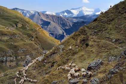 Azerbaïdjan, région de Quba (Guba), chaine de montagne du Grand Caucase, randonnée entre le village de Qalaxudat et de Giriz, colonne de moutons