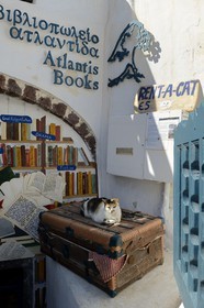 Grèce, Les Cyclades, mer Égée, île de Santorin (Thira ou Théra), village de Oia, le chat du libraire