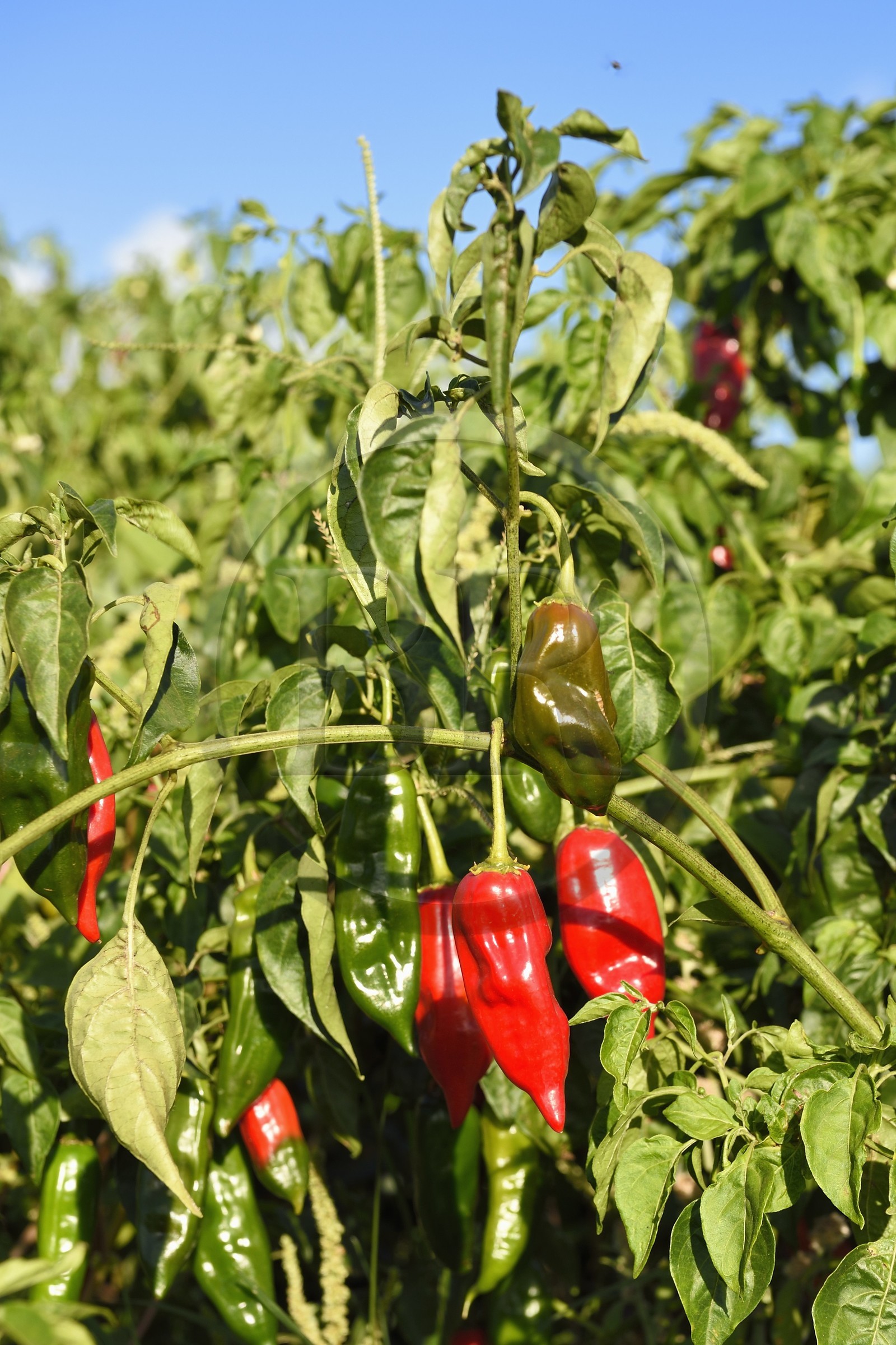 France, Reunion island (French overseas department), south coast, Petite-Ile, cultivation of red chili from Reunion