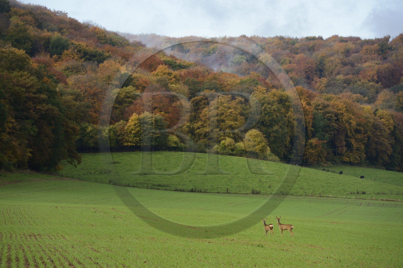 France, Meuse (55), Cotes de Meuse, Chatillon-sous-les-Cotes, biches en bordure de forêt
