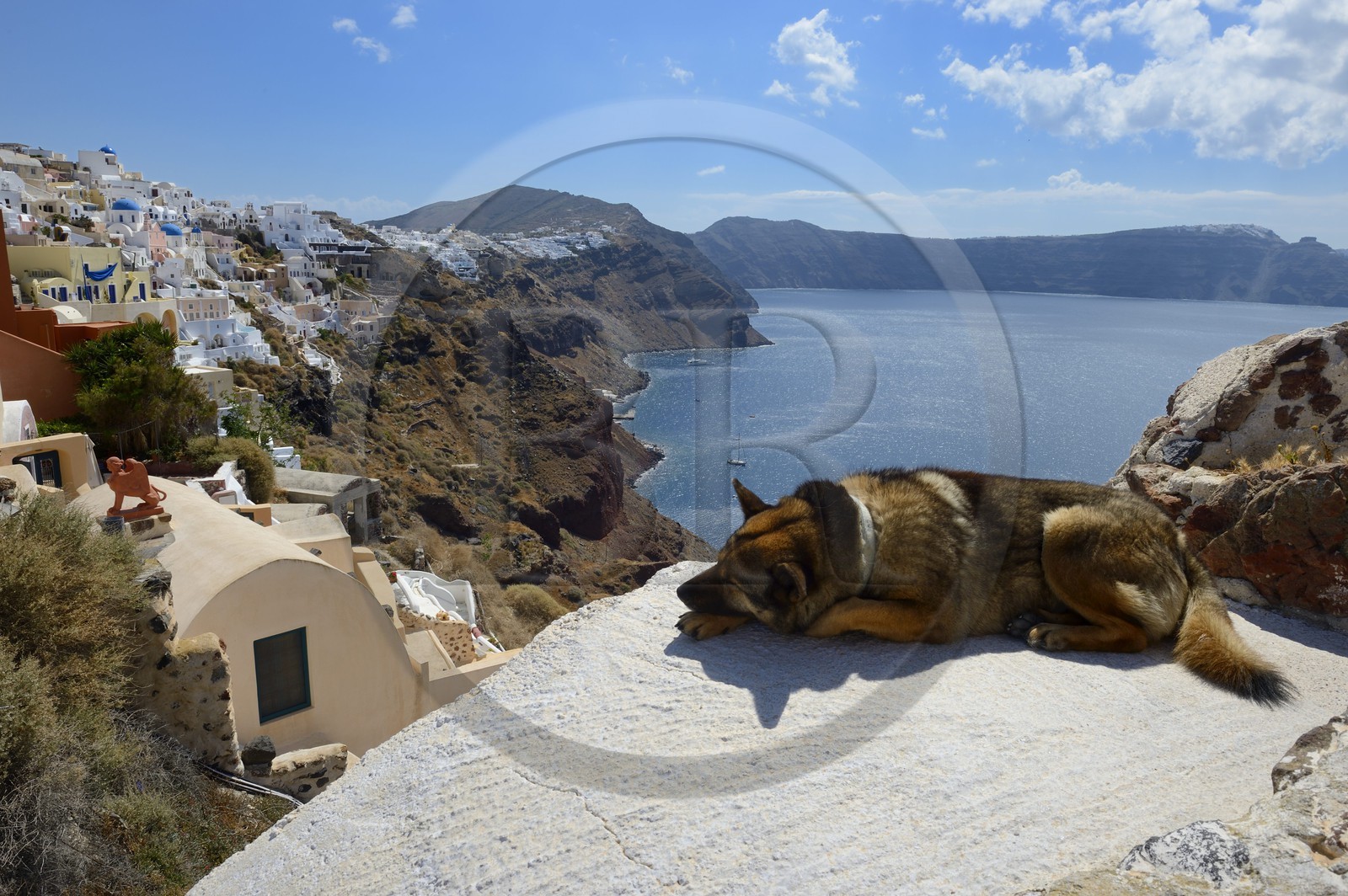 Grèce, Les Cyclades, mer Égée, île de Santorin (Thira ou Théra), le village de Oia qui surplombe la Caldera, chien au soleil