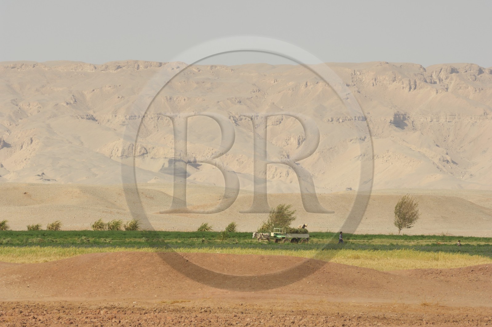 Egypte, désert libyque, oasis de Dakhla, travaux des champs