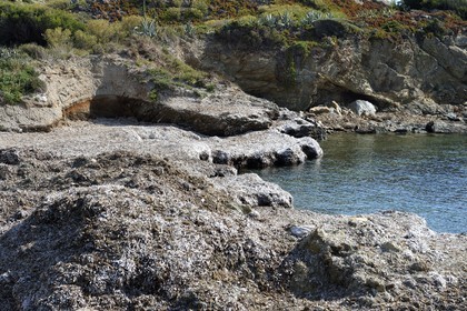 France, Var, Six Fours les Plages, Ile des Embiez, Gabrielle beach covered with high benches of leaves from the Posidonia herbarium