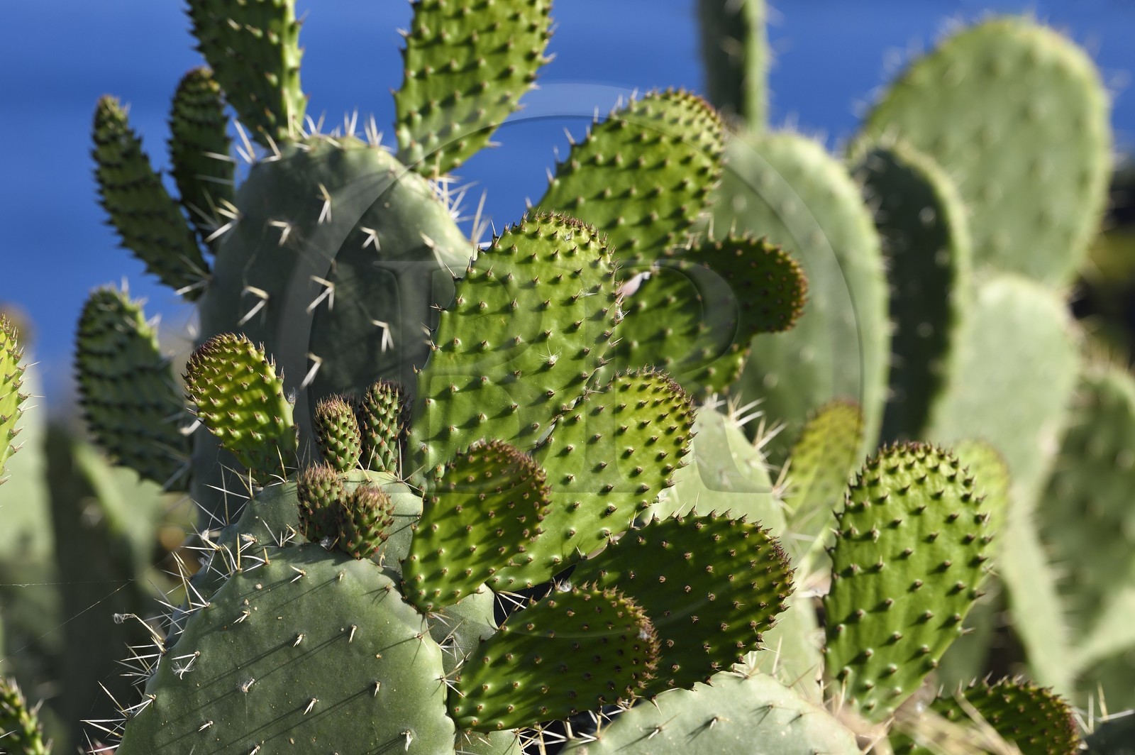 Italie, Sicile, iles Eoliennes, classées Patrimoine Mondial de l'UNESCO, Ile de Lipari, figue de Barbarie (Opuntia ficus-indica)