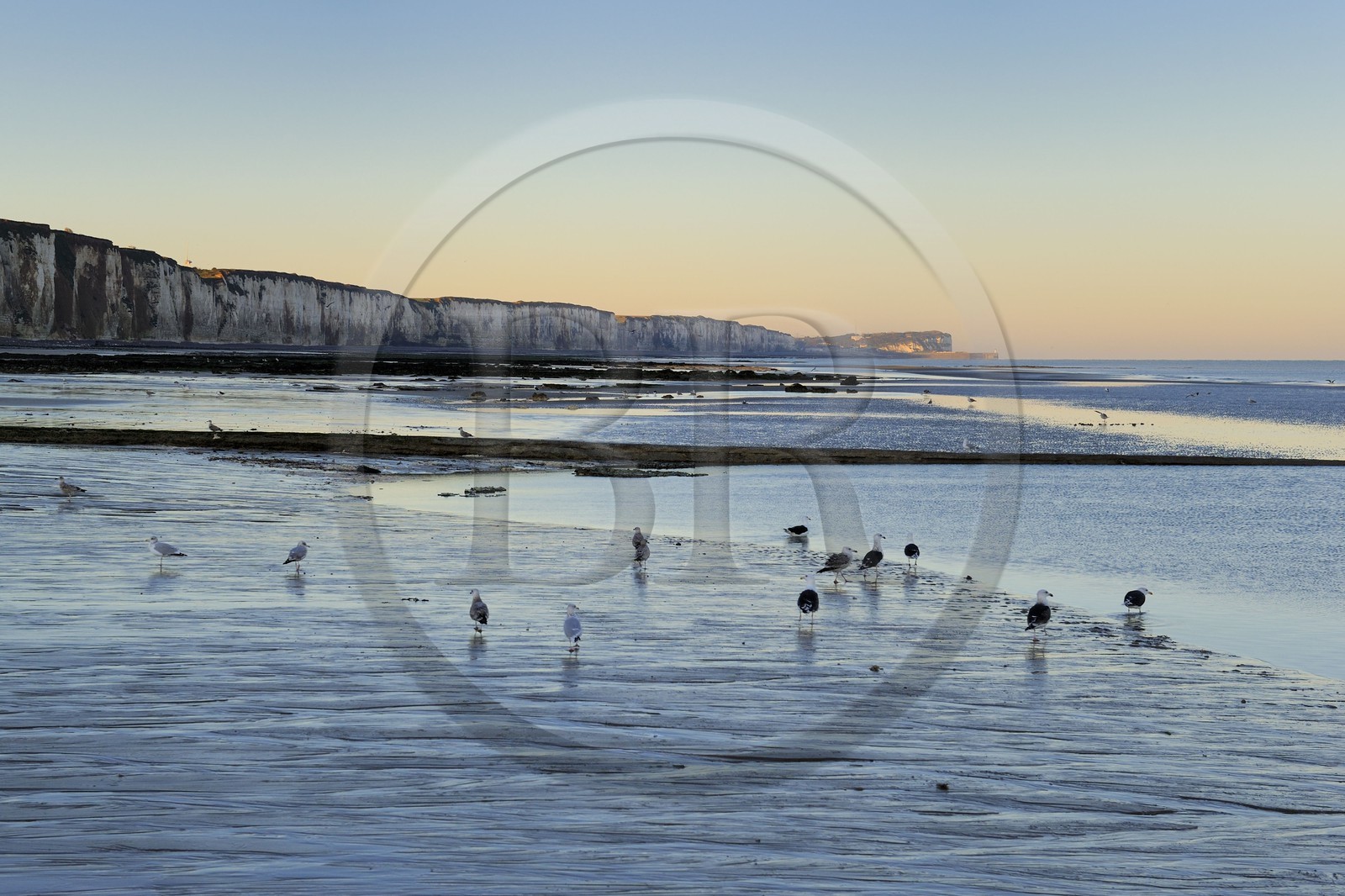 France, Seine-Maritime, Veules-les-Roses, seagulls on the beach and the cliffs at dawn