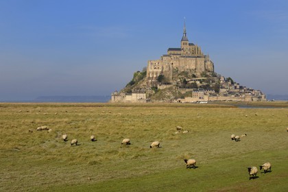France, Manche (50), Mont-Saint-Michel, classé Patrimoine Mondial de l'UNESCO, moutons de prés salés