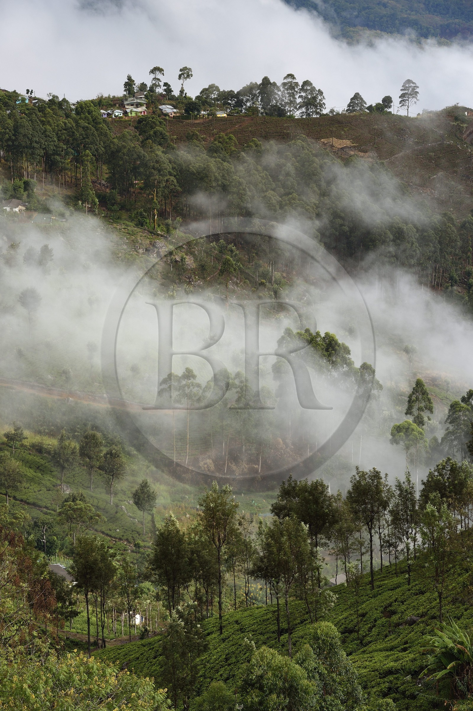 Sri Lanka, Province d'Uva, Haputale, plantation de thé et maisons des ouvriers de ces plantations sur les collinnes au sud