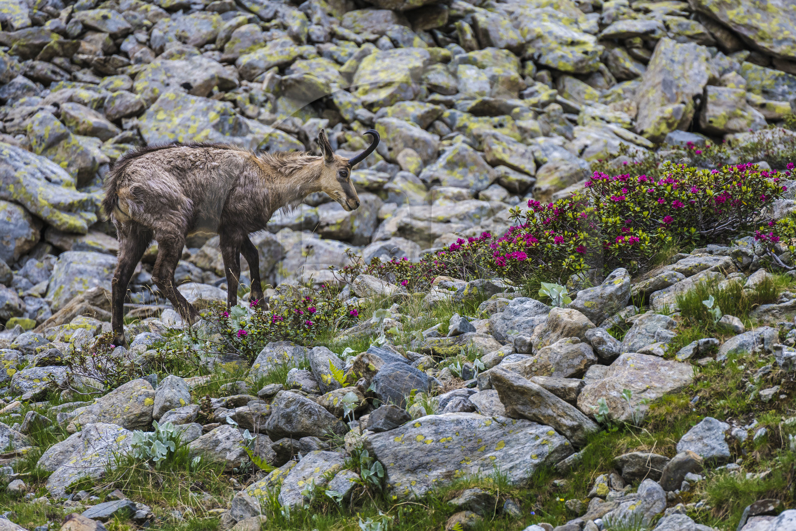 France, Alpes-Maritimes (06), parc national du Mercantour, Haute-Vésubie, Saint-Martin-Vésubie, Val du Haut Boréon, chamois (Rupicapra rupicapra) et Rhododendron vers le lac de Trécolpas