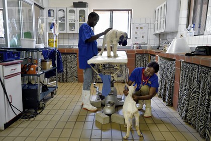 Namibia, Otjiwarongo, Cheetah Conservation Fund, research and education centre, auscultation of a young Anatolian shepherd Kangal dog in the veterinary clinic by intern Marnety and Sinvula