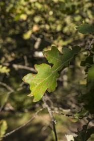 France, Var, Provence Verte (Green Provence), Bras, Academie du Bain de Foret Provencale (Academy of Forest Bathing in Provence), forest of the domaine Le Peyrourier - une campagne en Provence, evergreen oak leaf