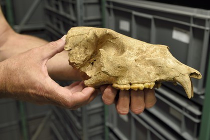France, Dordogne, Perigord Noir, Vezere Valley, Les Eyzies de Tayac Sireuil, listed as World Heritage by UNESCO, Musee de la Prehistoire (Museum of Prehistory), the reserves, skull of an Etruscan bear dating from about 1.2 million years coming from the site of Ceyssaguet